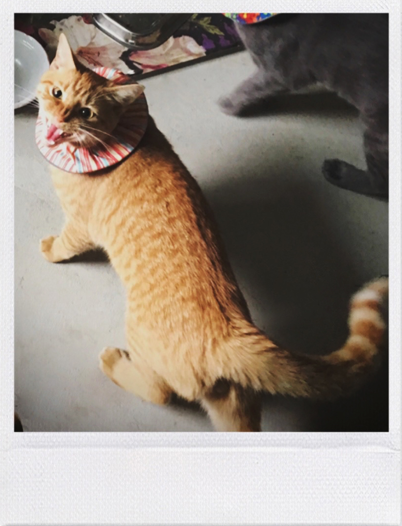 Annette Nichols, I Am Cat, Hear Me Roar, 2018, digital photograph