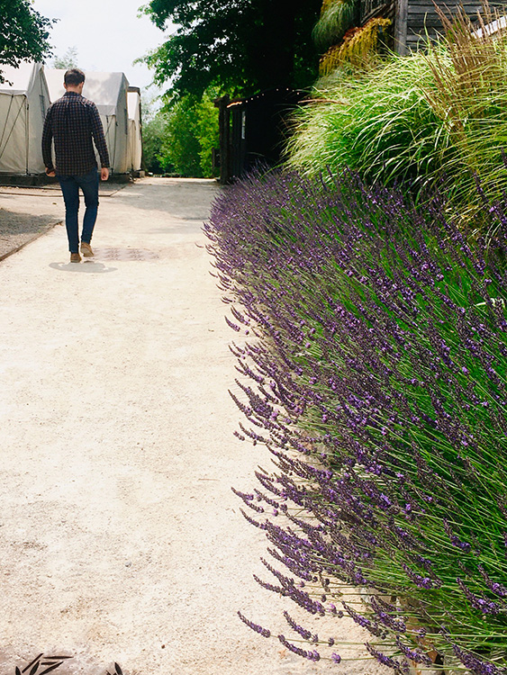 Annette Nichols, Love & Lavender, 2023, digital photograph